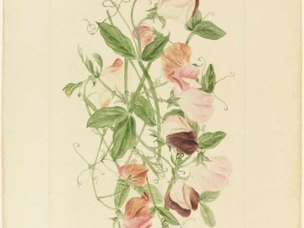 Watercolor of sweet pea plant