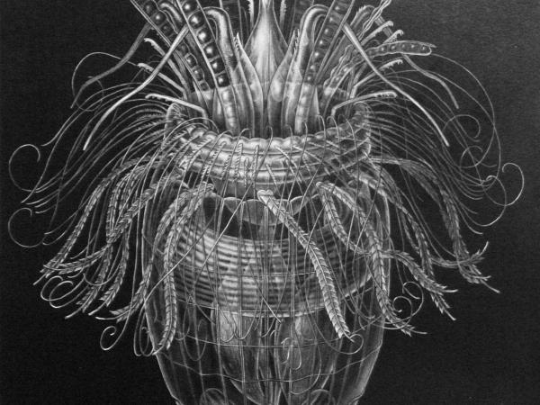 An illustration of a new species of phyla with a cone shaped bottom and thin tendrils coming out of the top. 