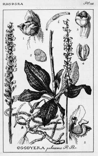 Botanical illustration of whole and detailed sections of a downy rattlesnake plantain