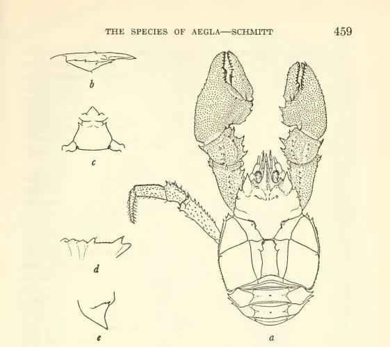 Drawn illustration of a crab with two claws on the right side of the page and detailed sections of anatomy drawn on the left side of the page.