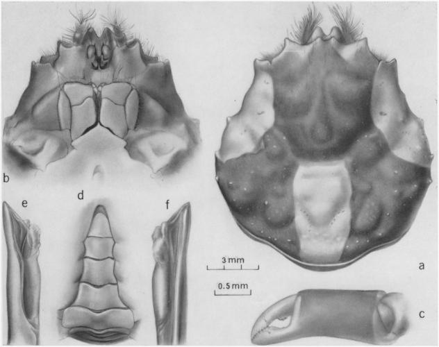 Illustration of a spider crab from the top down and detailed dissections of the claw, tail, and other anatomy beside it. 