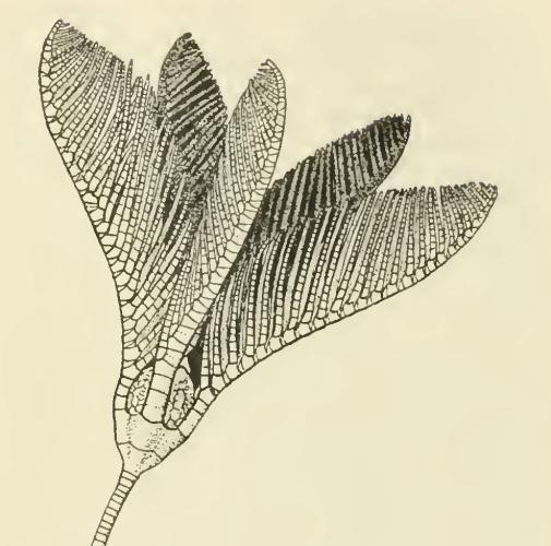 Illustration of a feather star with five wings sticking out from the end.