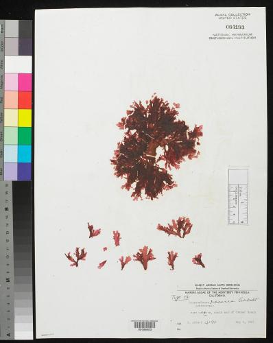 Small red algae specimens