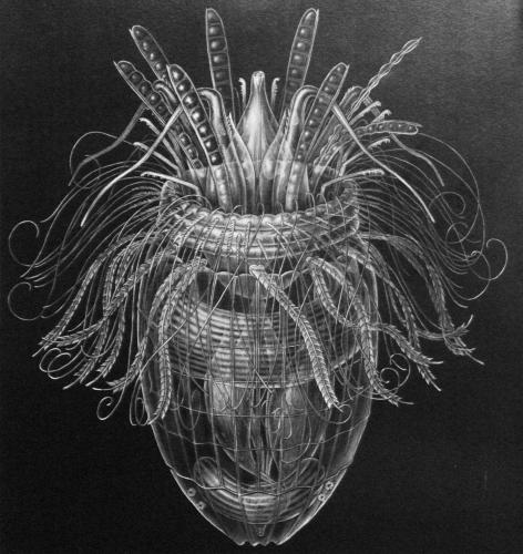 An illustration of a new species of phyla with a cone shaped bottom and thin tendrils coming out of the top. 