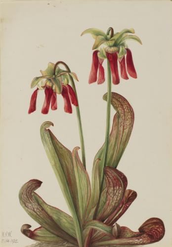 Plan with green leaves tinged with red veins at the base, and red tube-shaped flowers