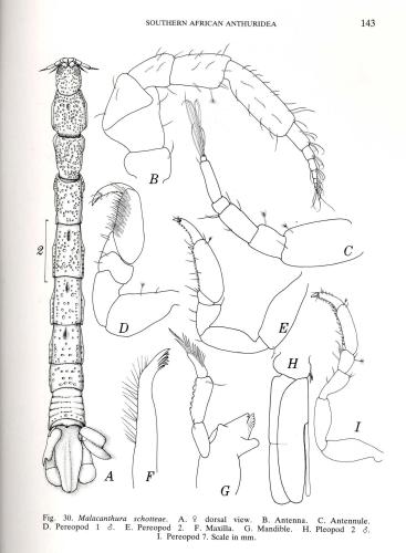 Illustration of Malacanthura schotteae showing a view from the top down and additional thorny claw-like dissections beside it. 