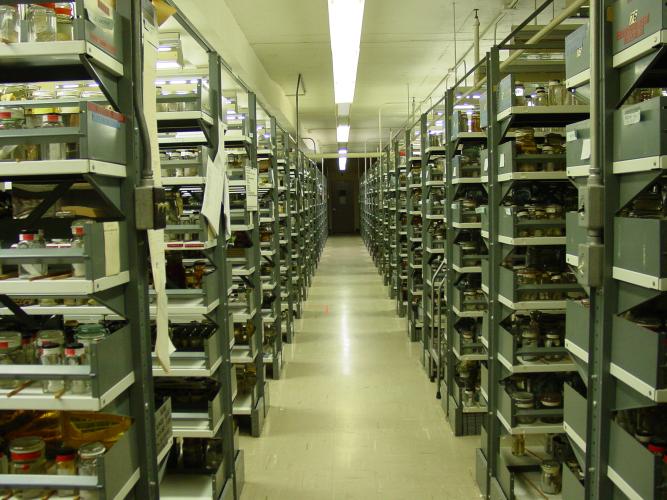 An aisle between rows of floor to ceiling shelving, dozens deep, holding thousands of glass bottles with polychaete specimen. 